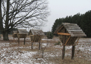 Лесной «ресторан» для копытных - косуль и оленей.gif